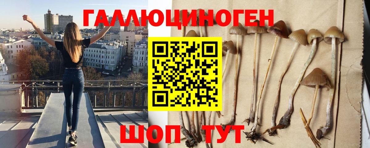 Галлюциногенные грибы MAGIC MUSHROOMS  Псилоцибиновые грибы Cubensis  Шали  Вход с VPN 
